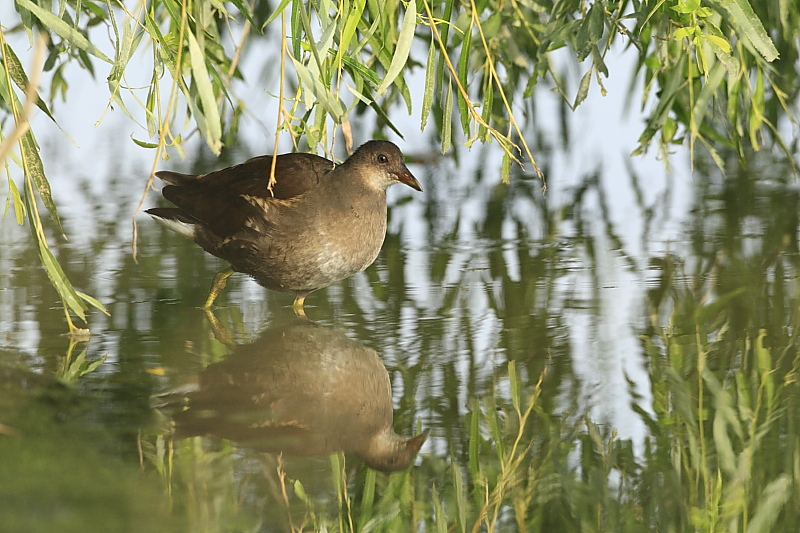 Gallinella d''acqua